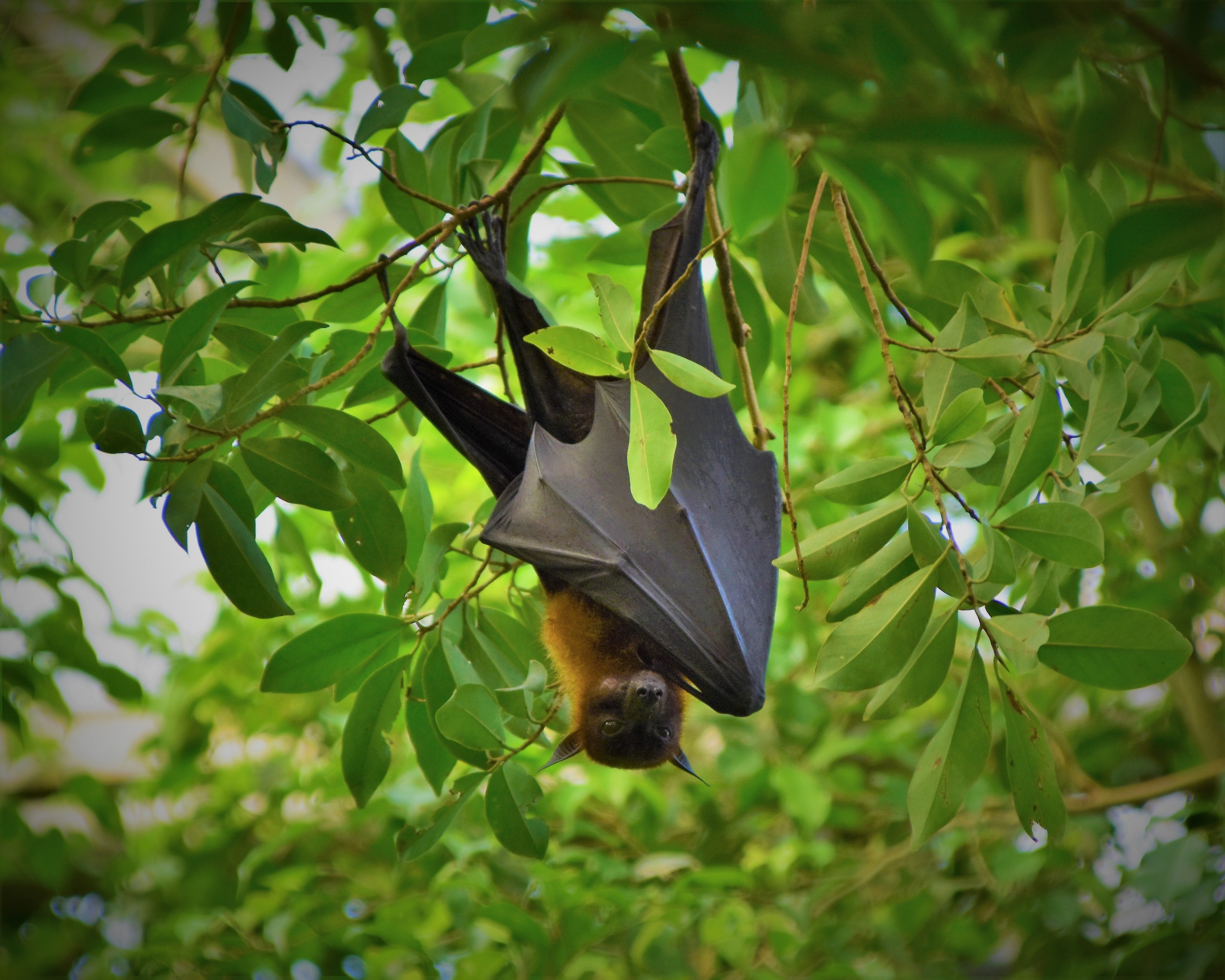 Bat in tree