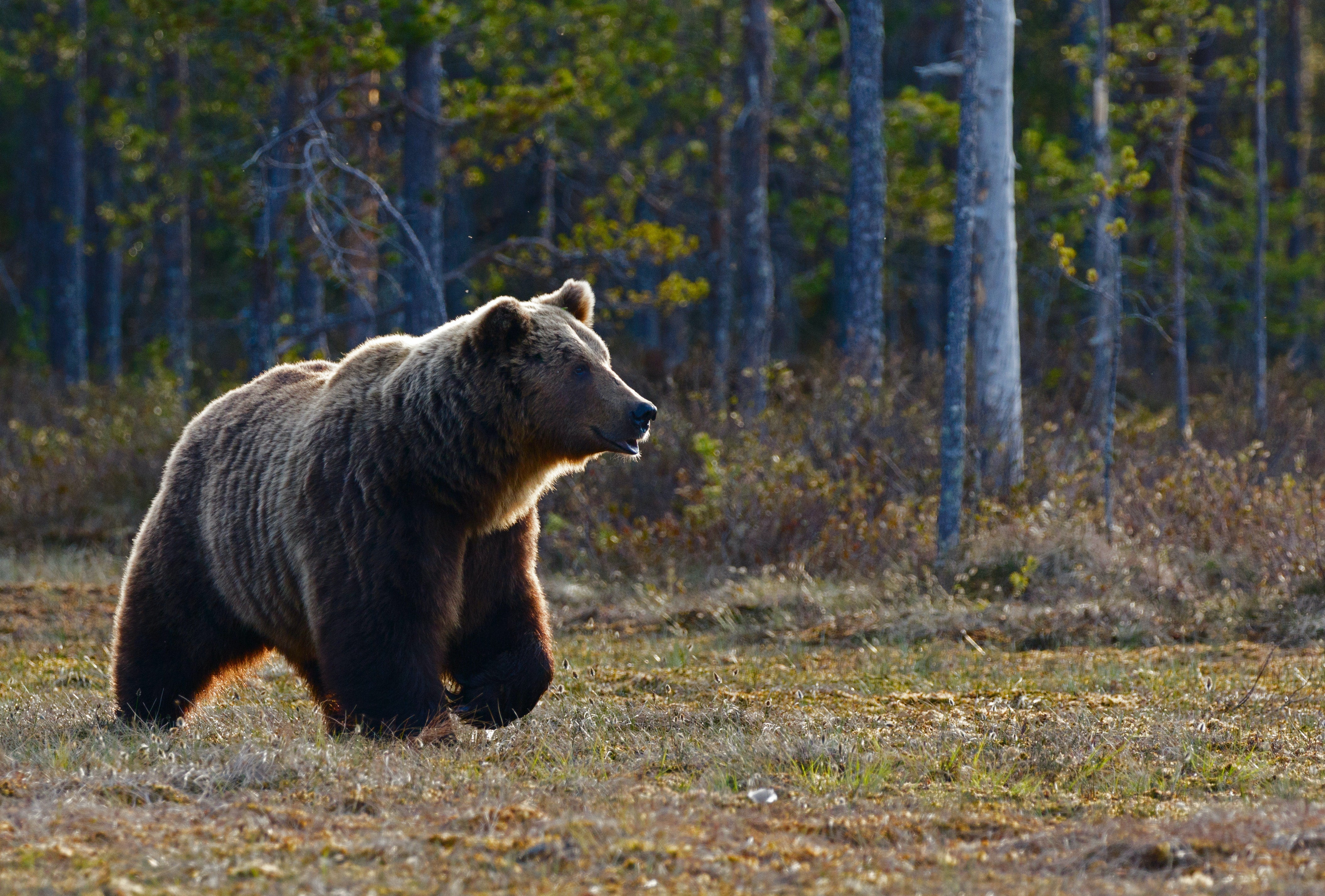 World Wildlife Day