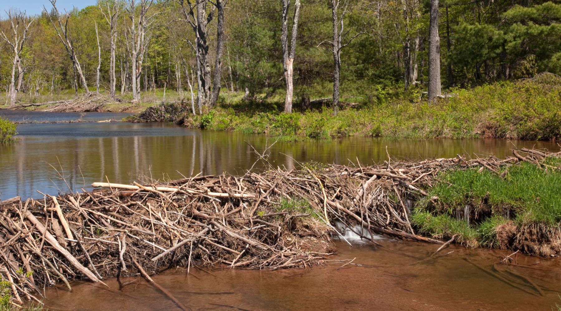 Beaver dam