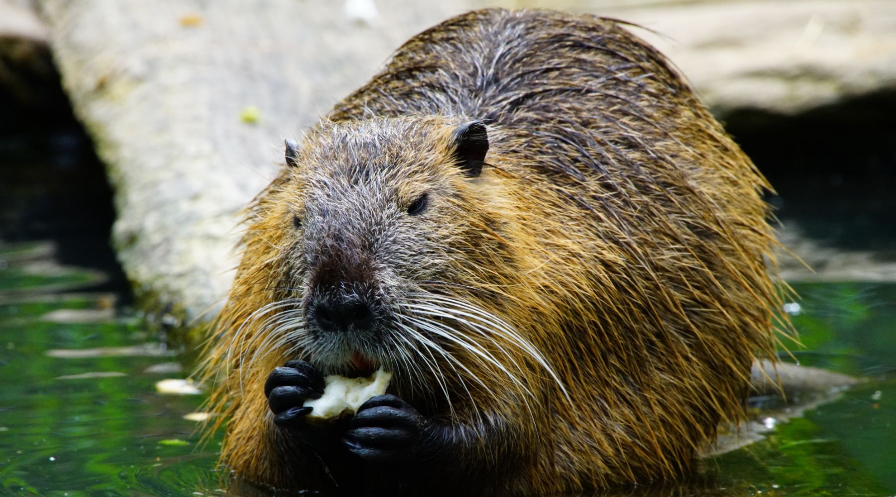 Beaver eating