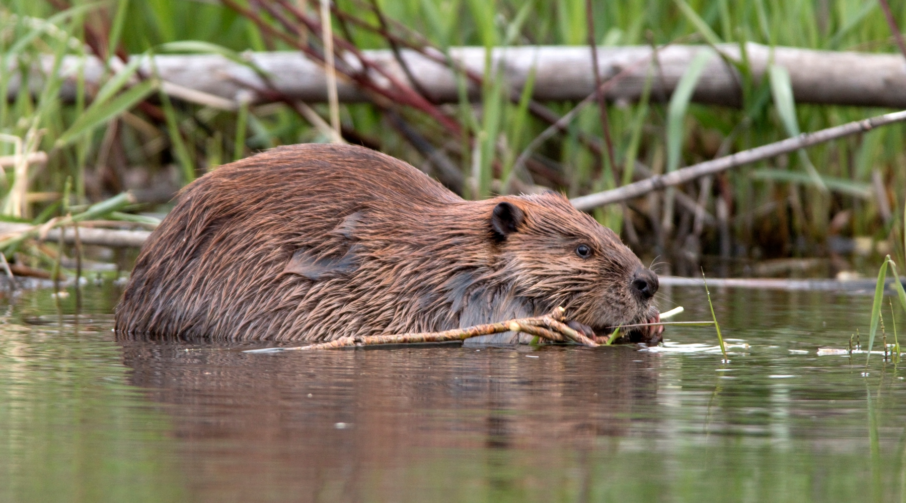 Beaver in wetlands
