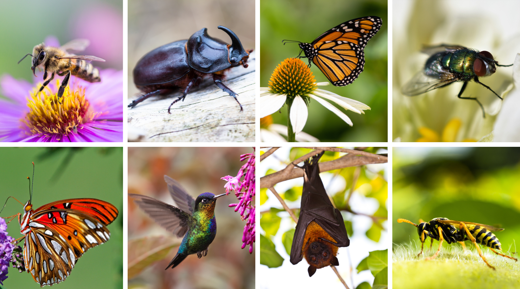 Collage of 8 pollinators: Bee, Beetle, Butterfly, Fly, Moth, Hummingbird, Bat, and Wasp