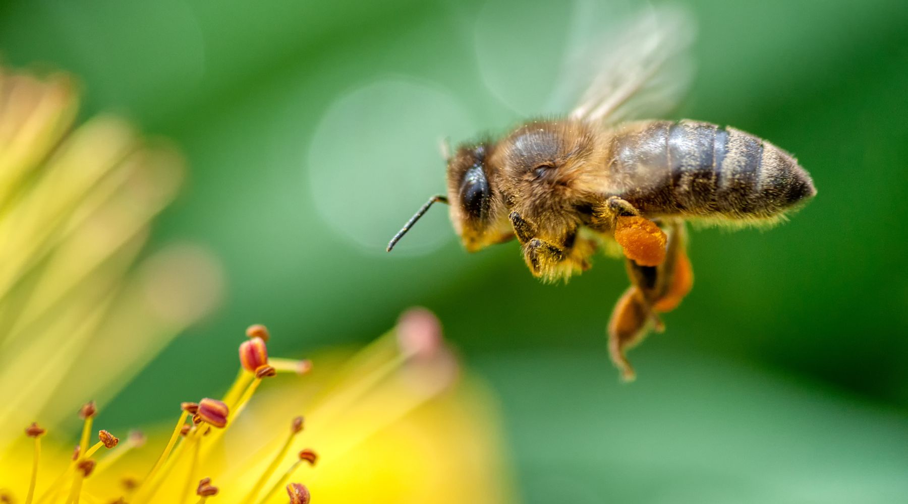 Bee carrying pollen to flower