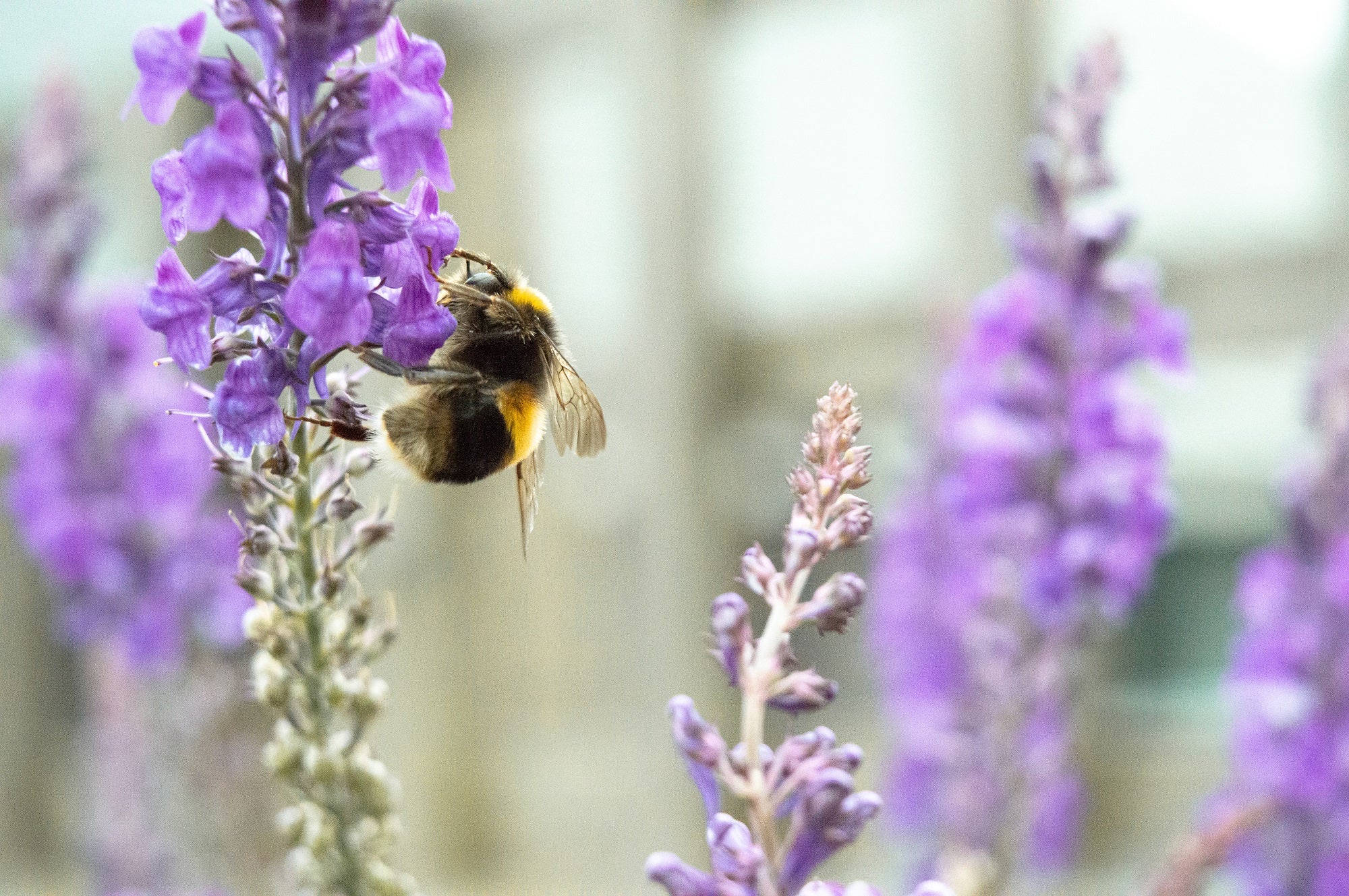 Bee on flowers