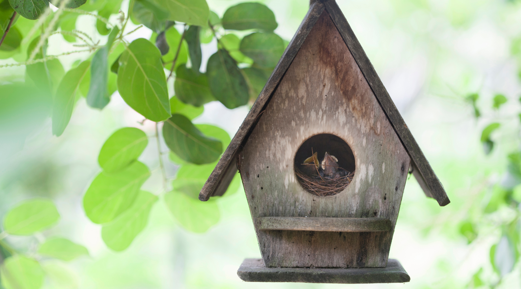 Bird house with chicks