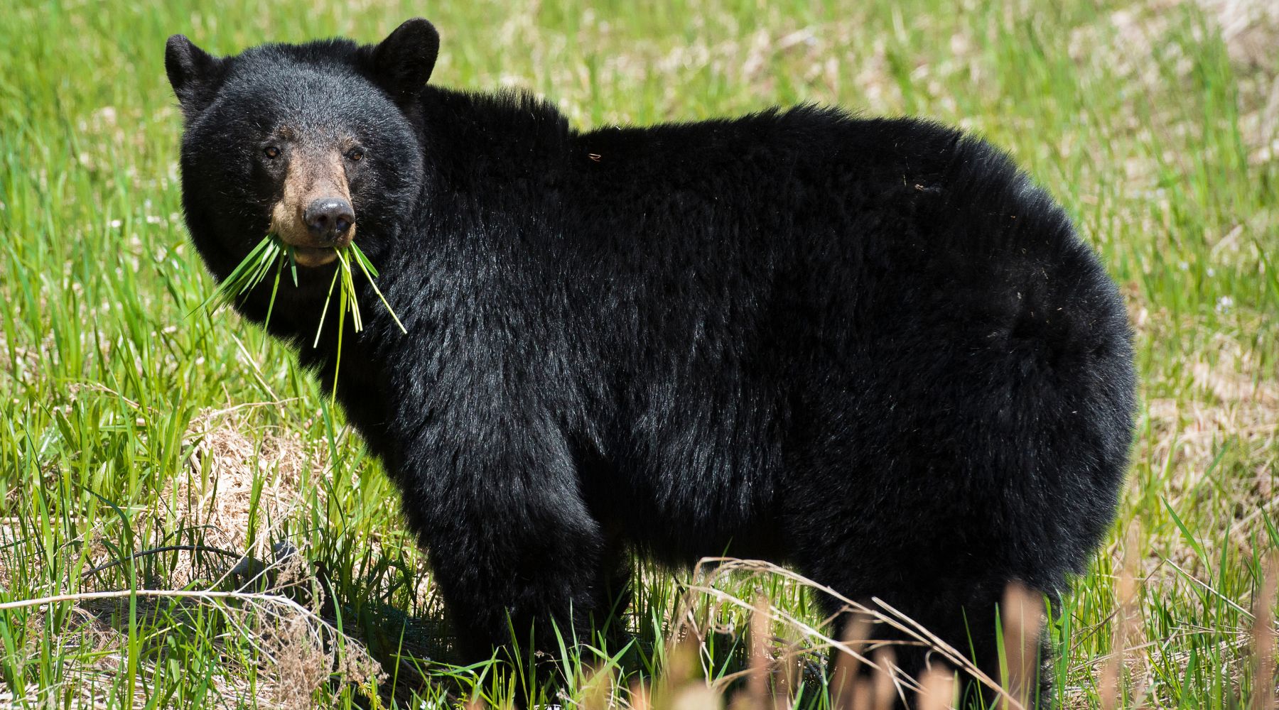 Black bear eating grass