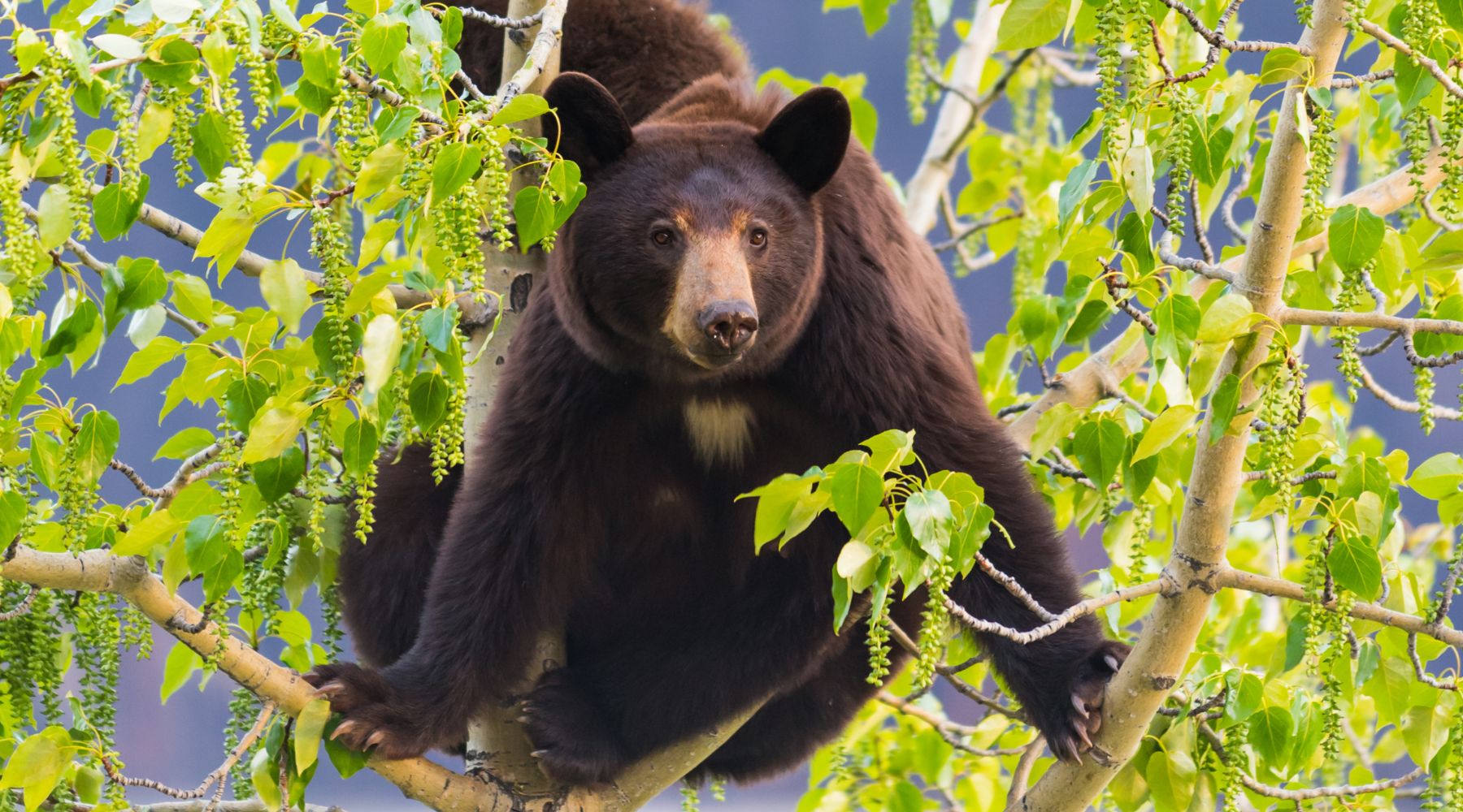 Black bears in a tree