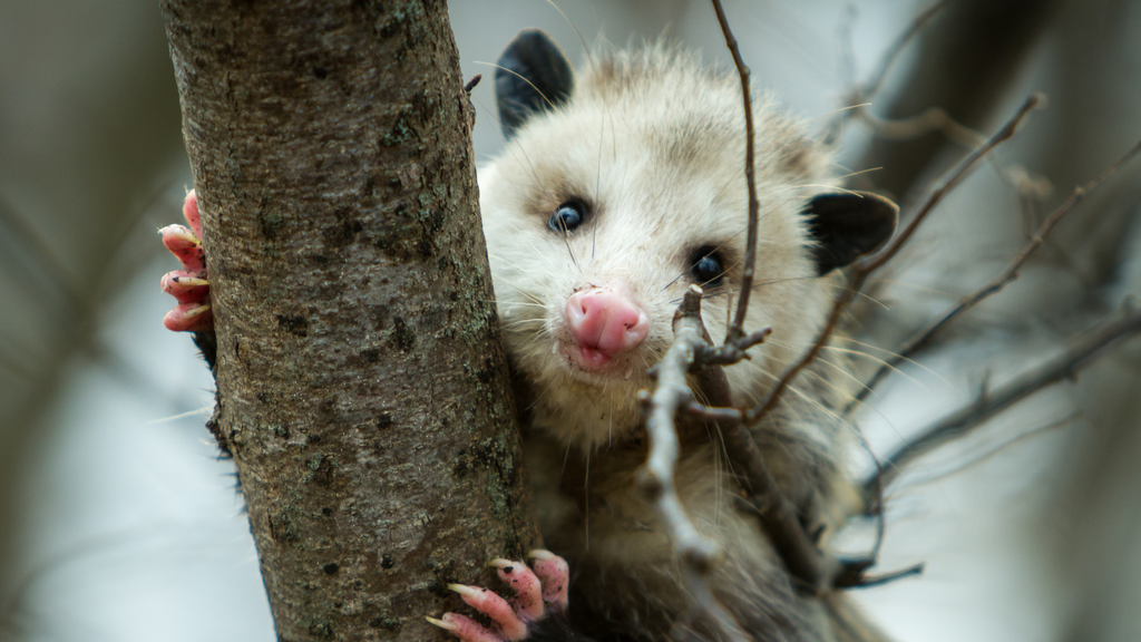 A curious opossum foraging at night, showcasing its unique role as a scavenger in the ecosystem