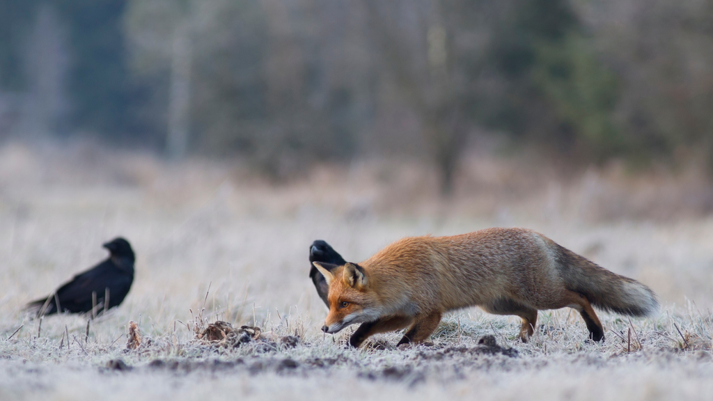 Red fox prowling in a frost-covered field with crows looking on, showcasing the dynamic interplay of species in a natural habitat