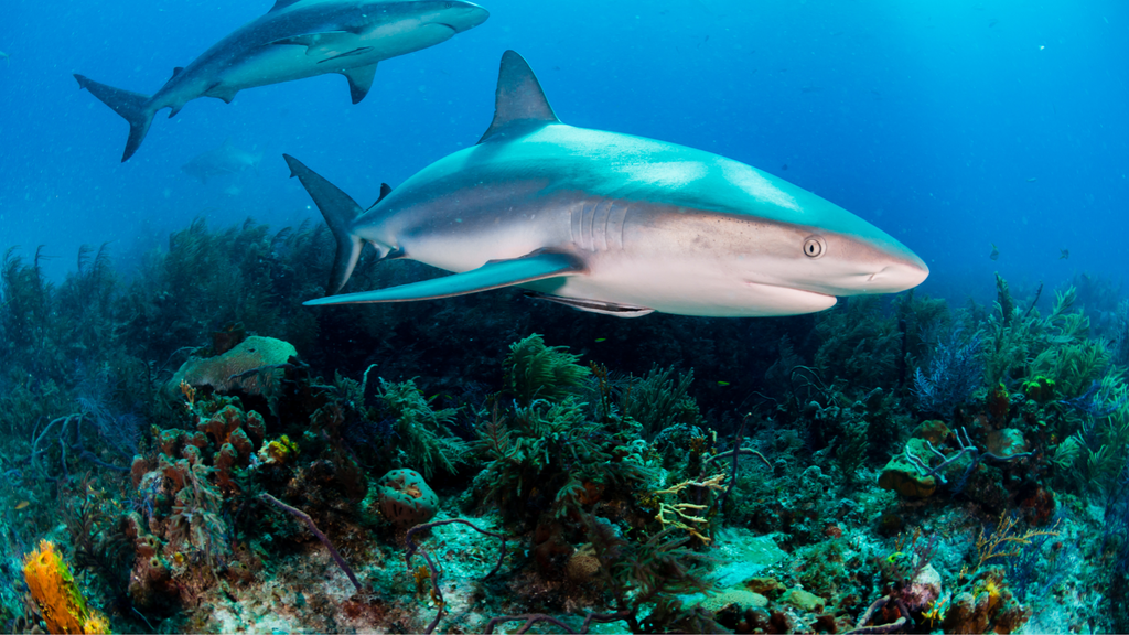 Reef sharks patrolling a vibrant coral reef, part of the marine ecosystem and indicative of what sharks eat.