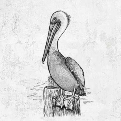Brown Pelican drawing