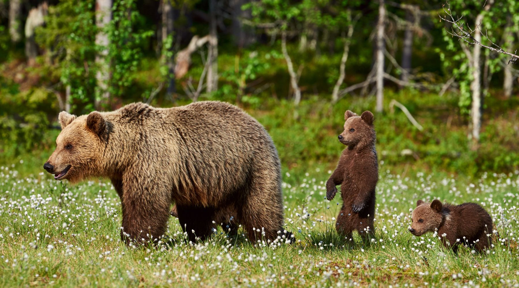 Brown bear with cubs