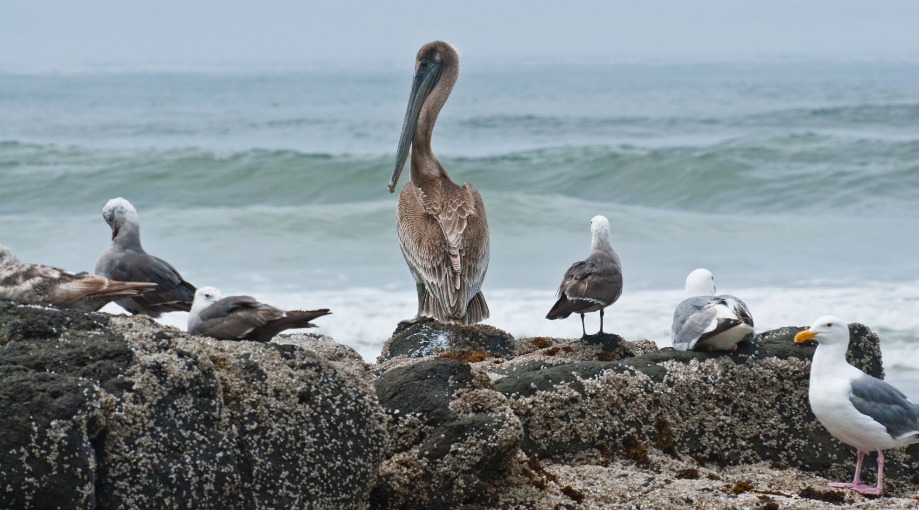 Brown pelican and gulls