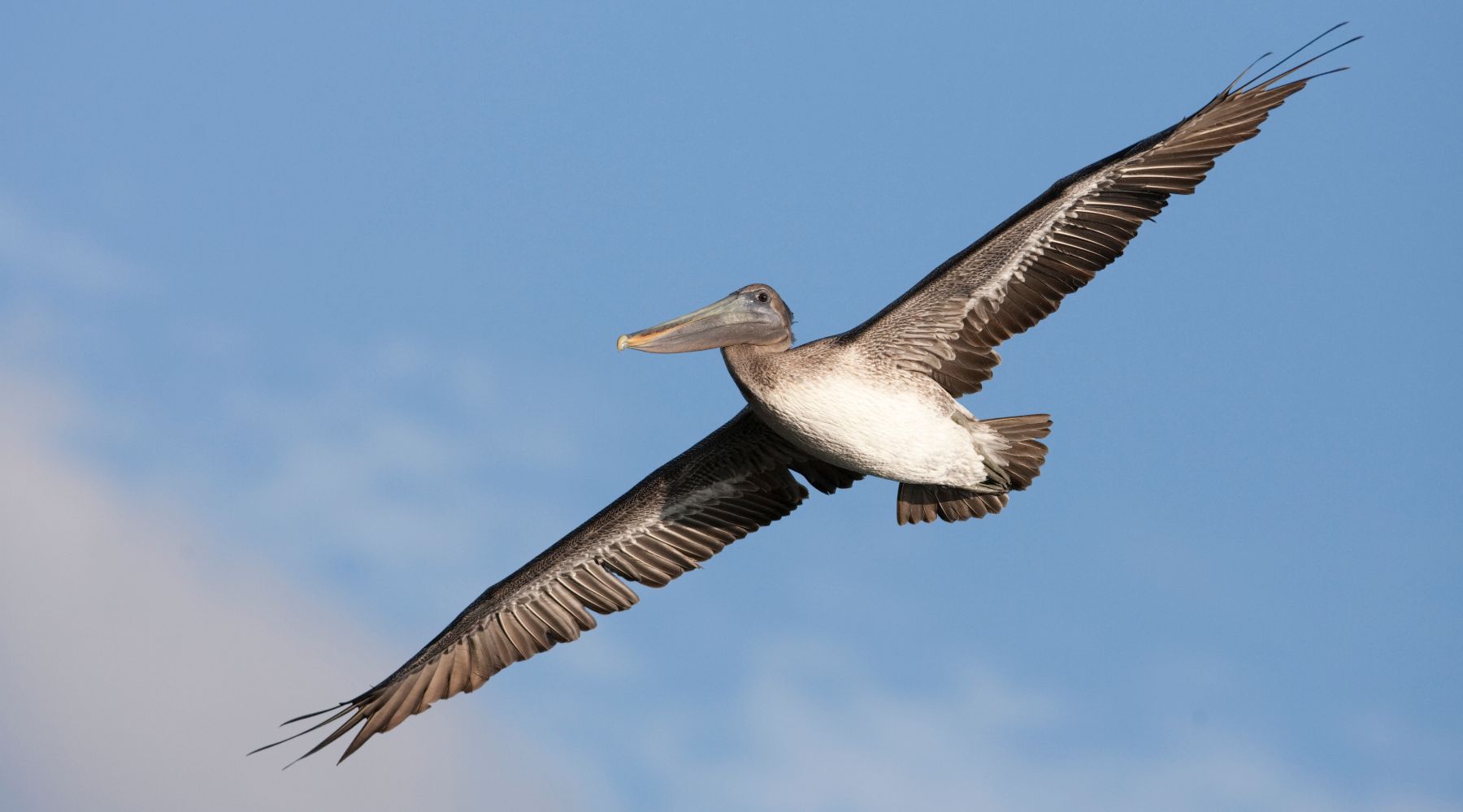 Brown pelican flying