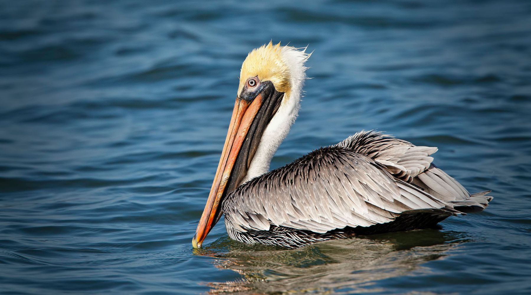 Brown pelican on water