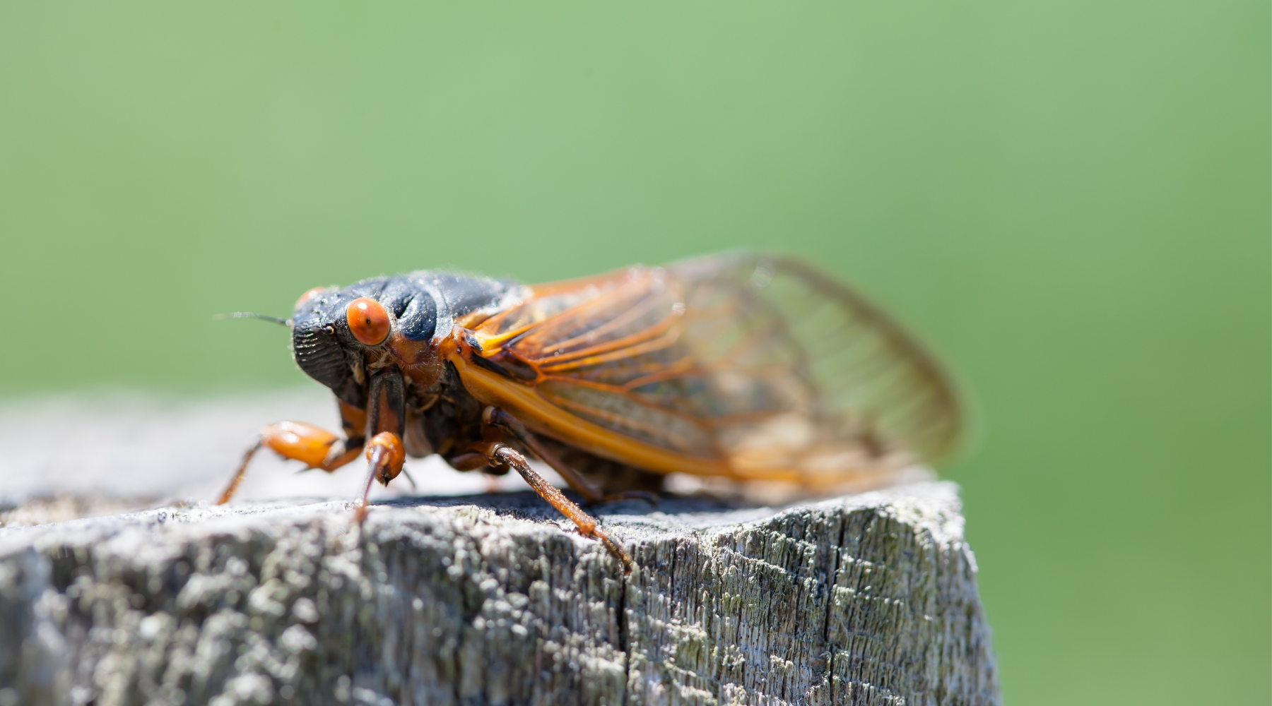 Periodical cicada on tree stump