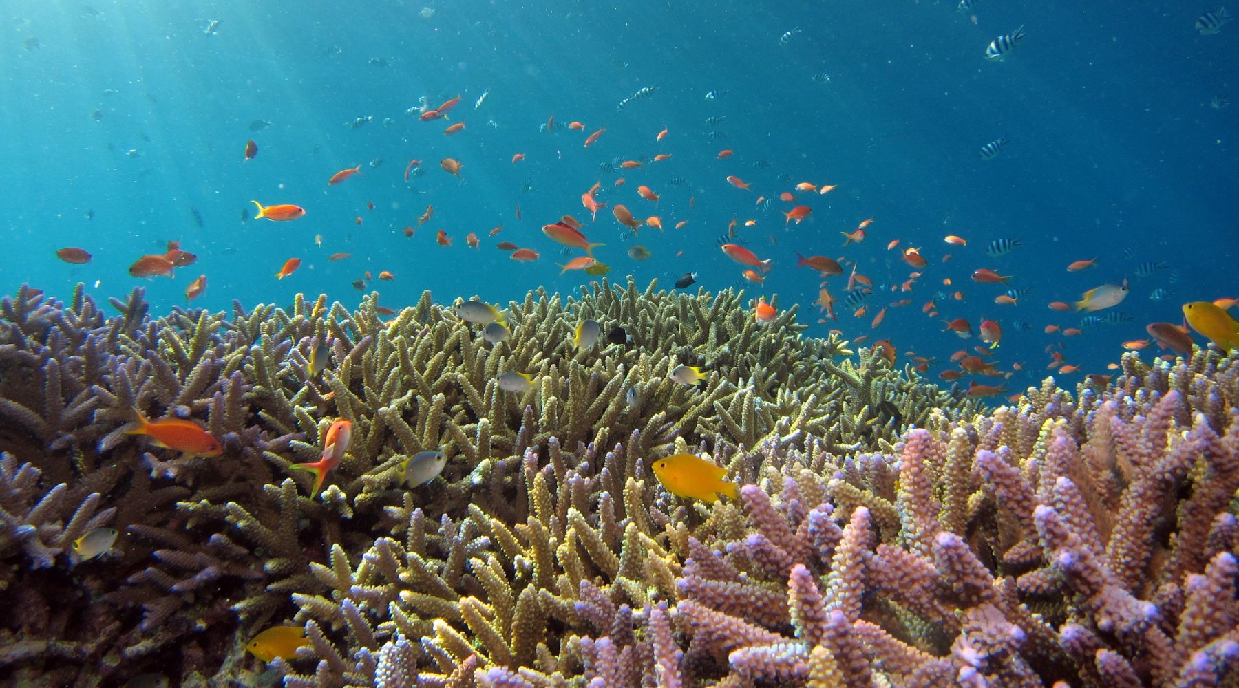 Coral reef with fish