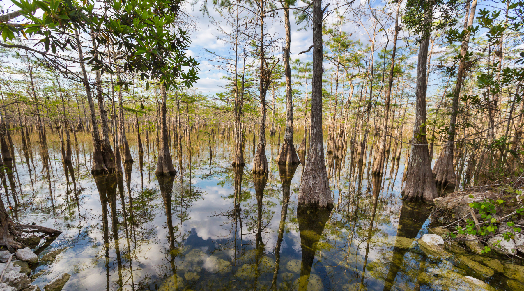 Swamp cypress trees in wetlands