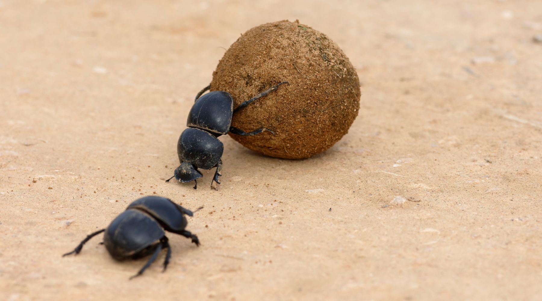 Dung beetle rolling dung
