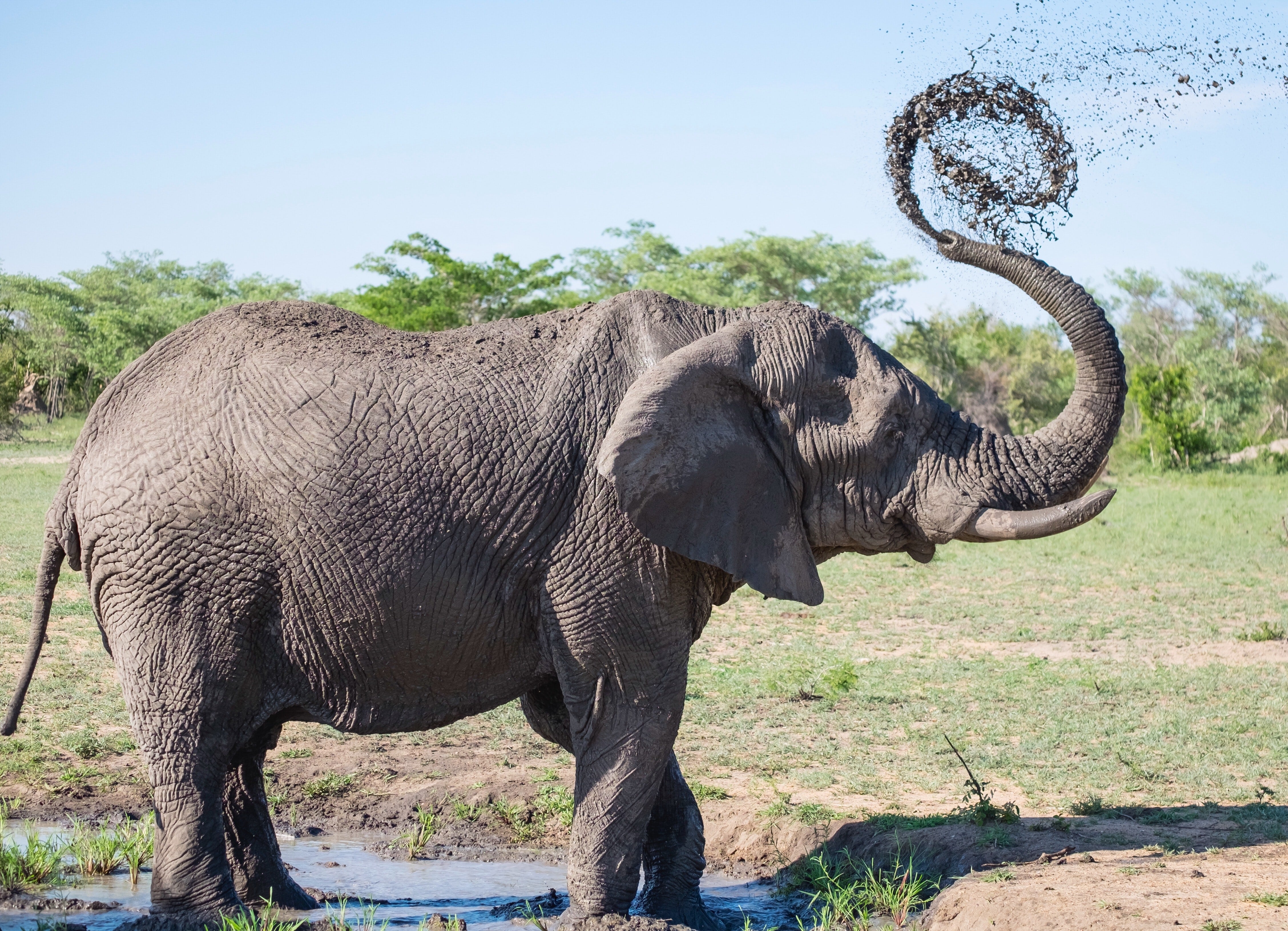 Elephant spraying mud