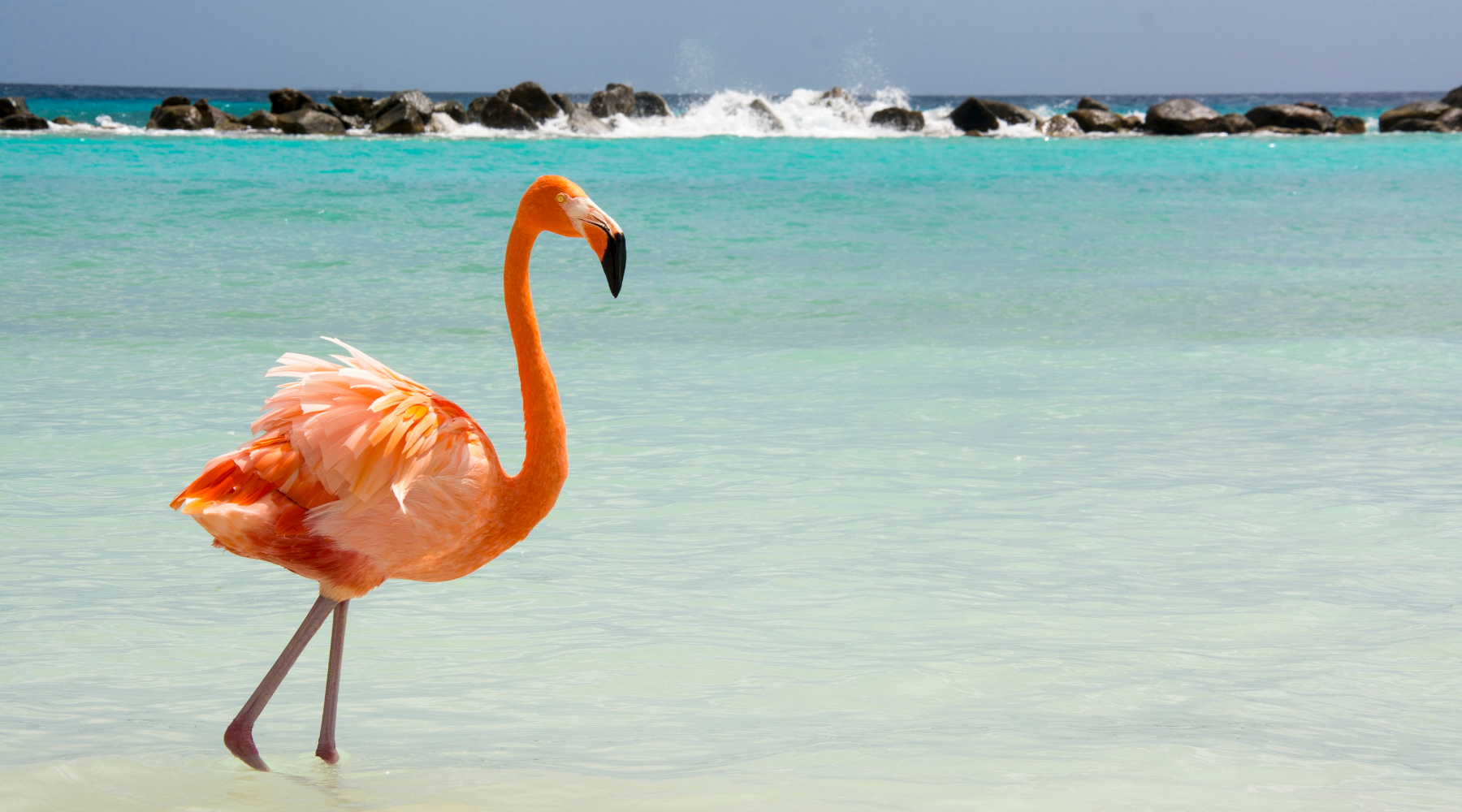 Pink flamingo in water