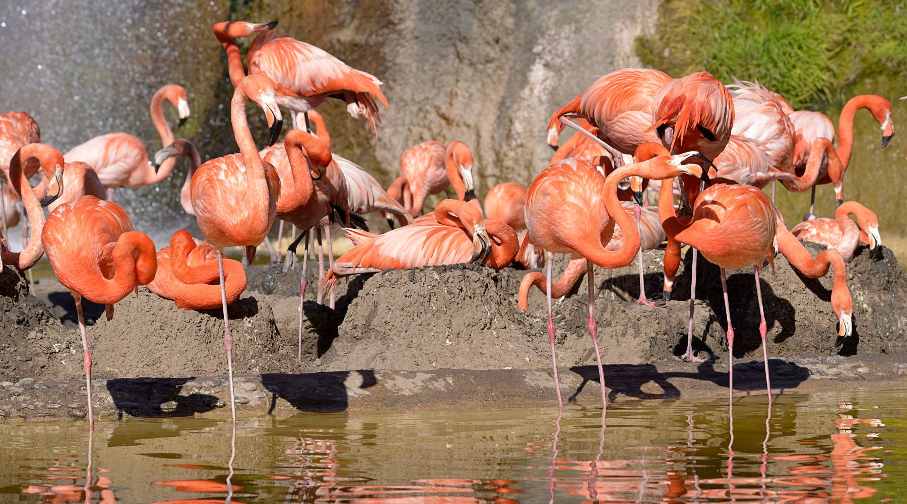 Flamingos standing on one leg