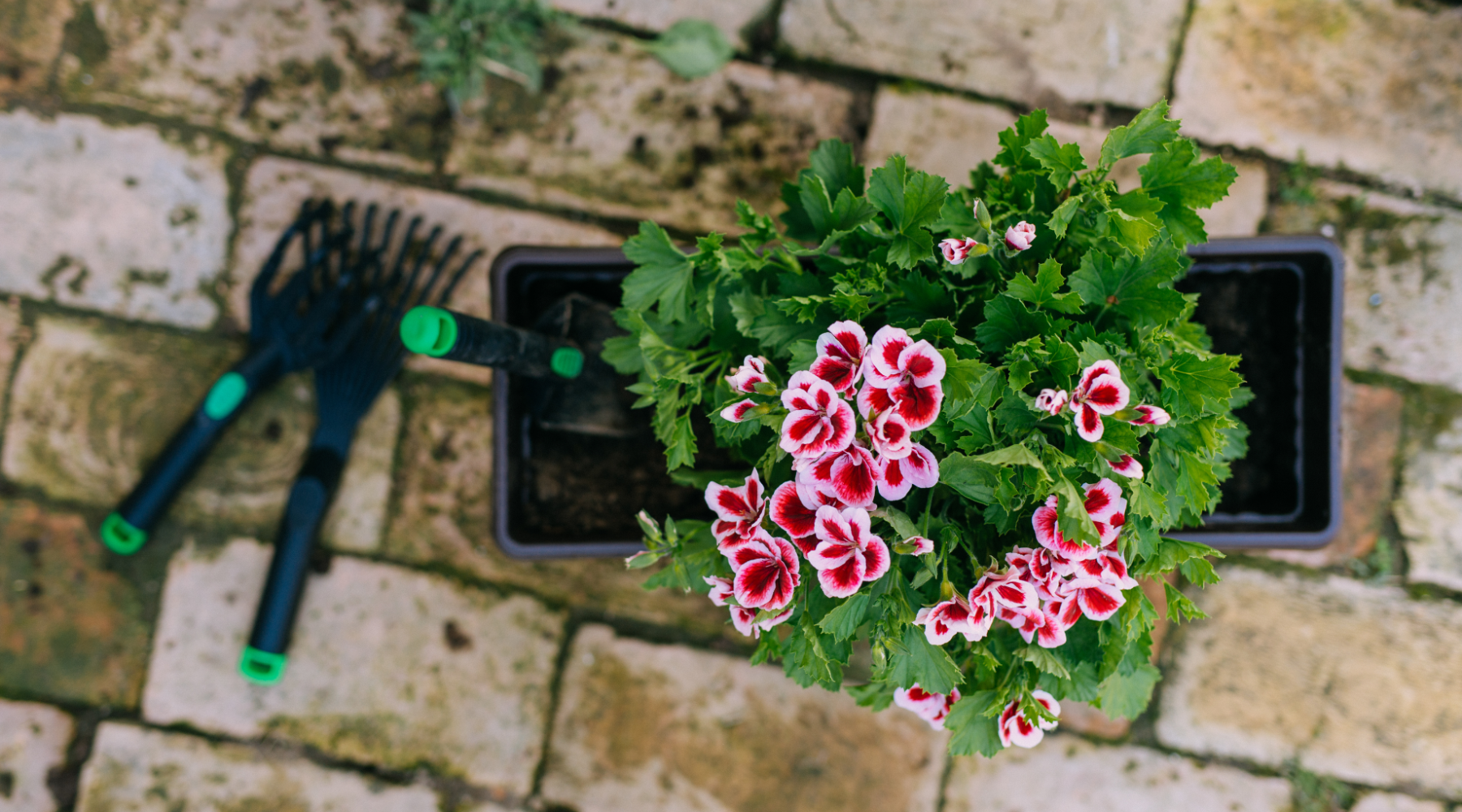 Flowers ready to be planted