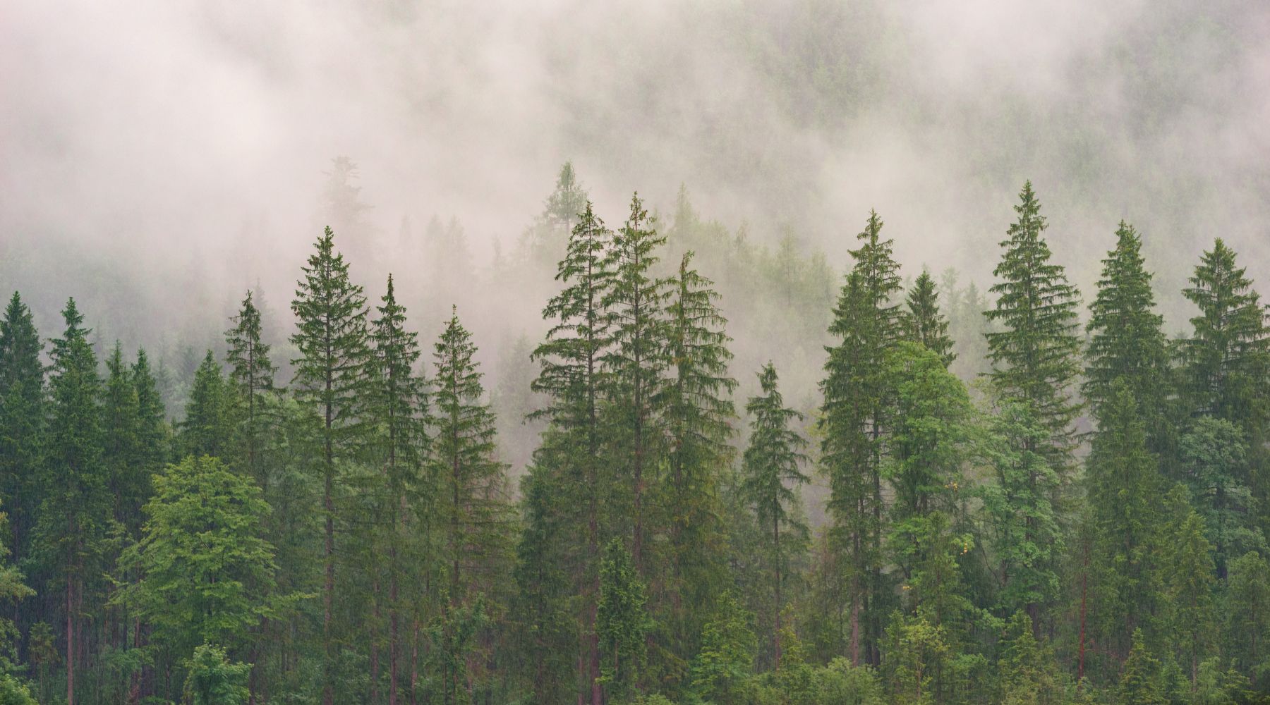 Forest of trees with fog