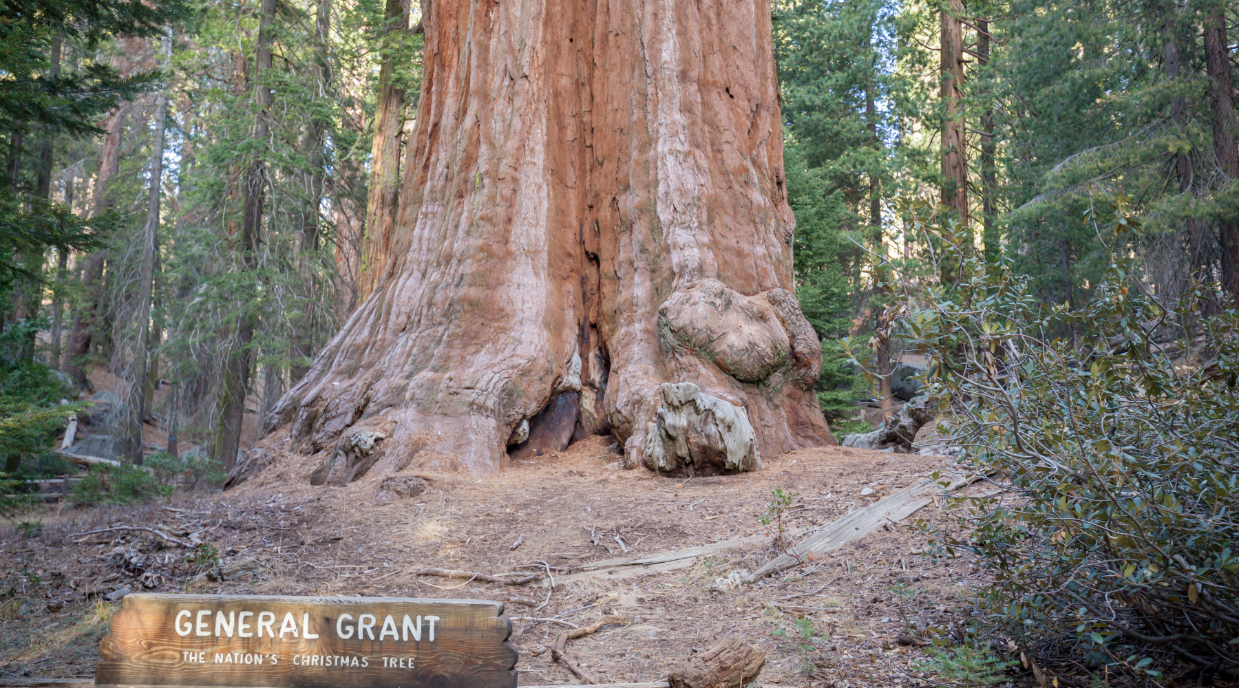 General Grant giant sequoia tree