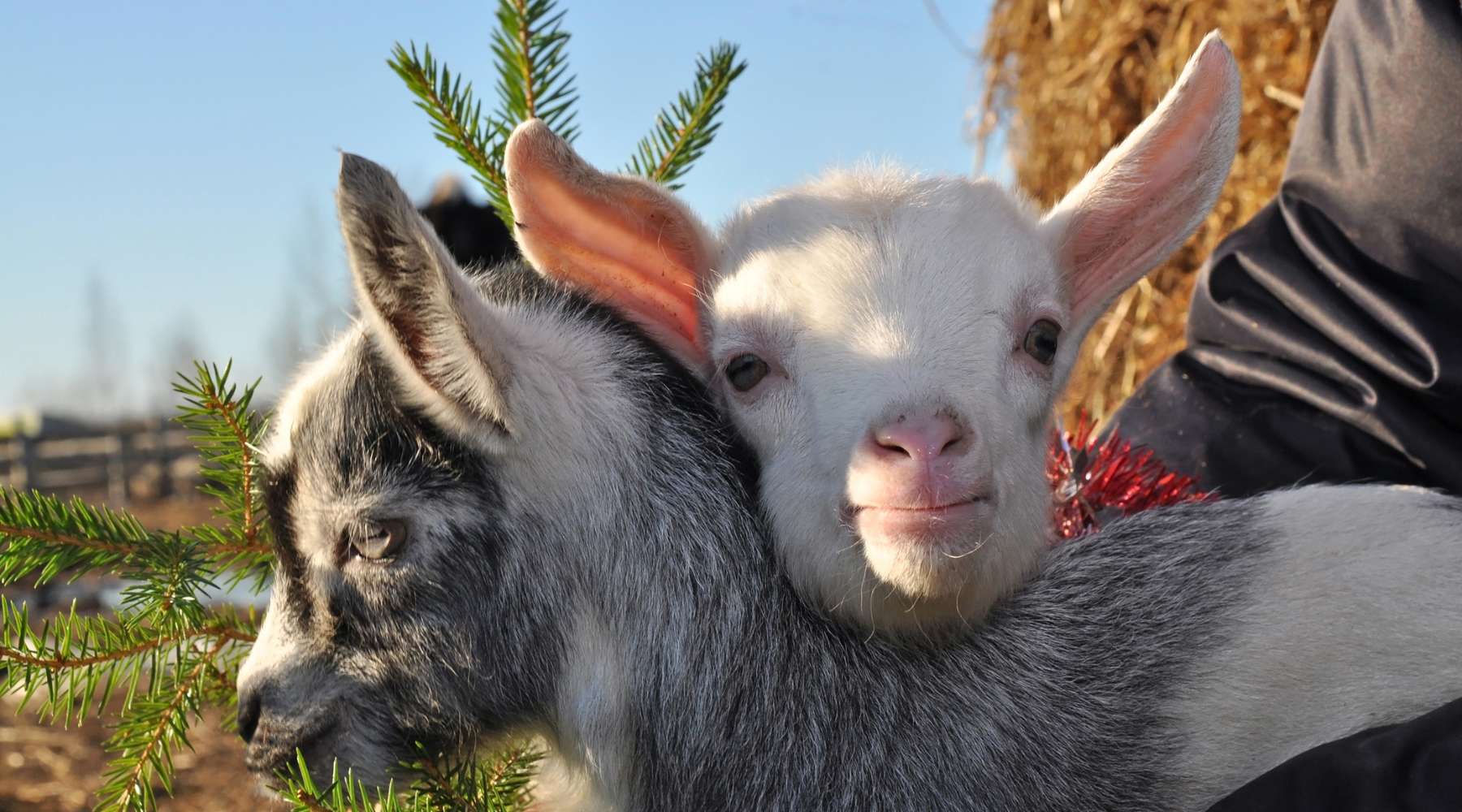Goats with a Christmas tree