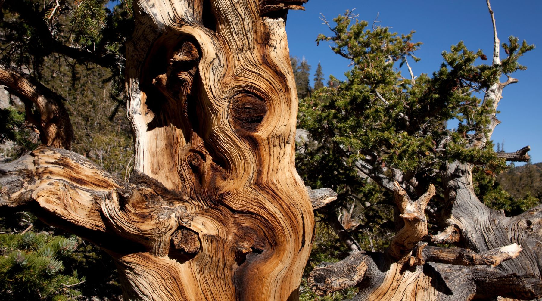 Great Basin Bristlecone Pine Tree Closeup