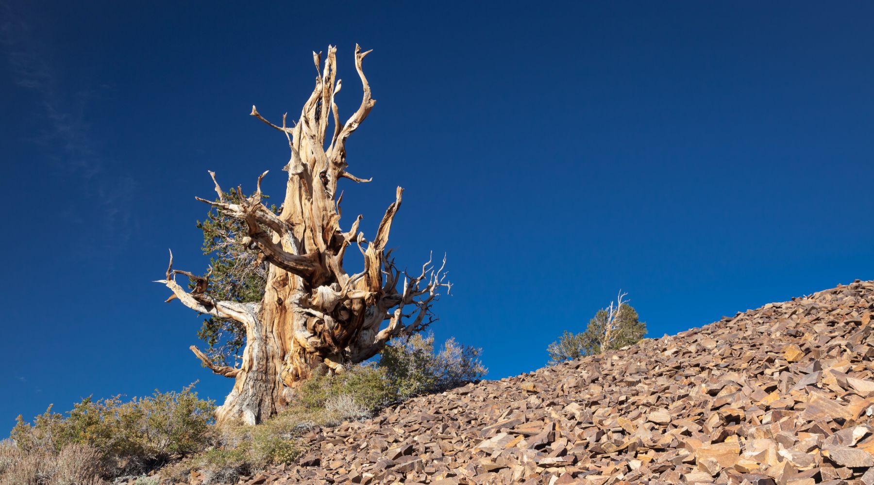 Great Basin Bristlecone Pine Tree