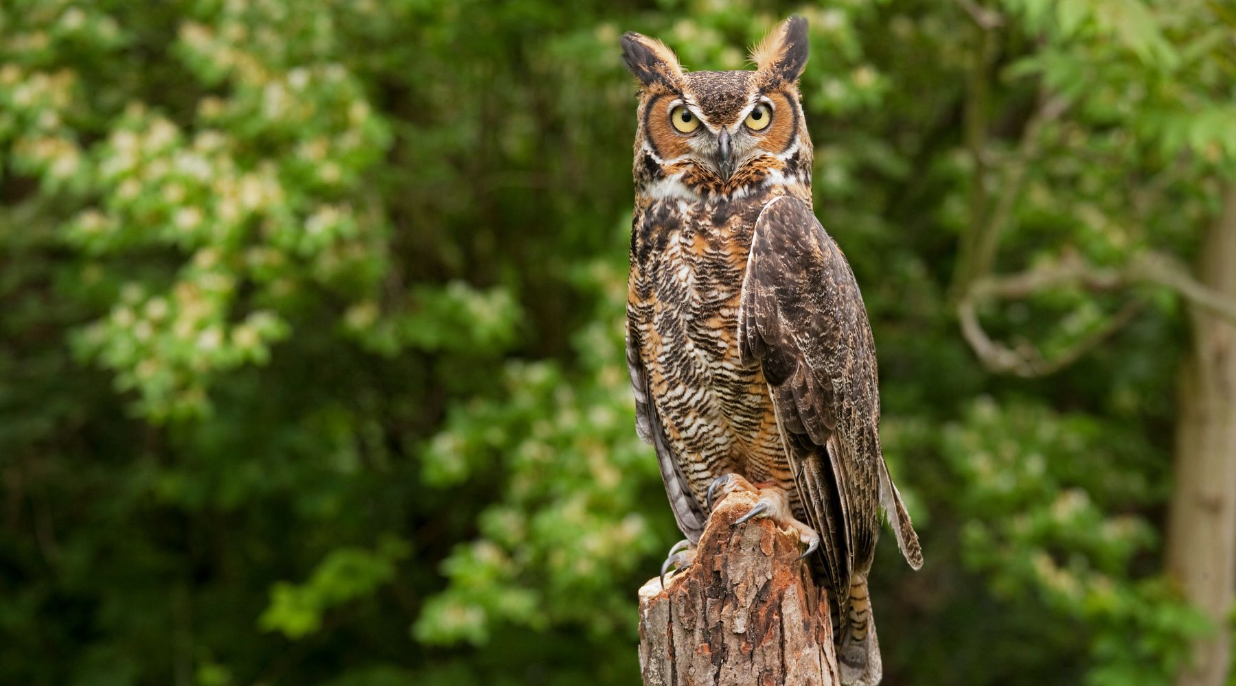 Great Horned Owl perched on tree stump