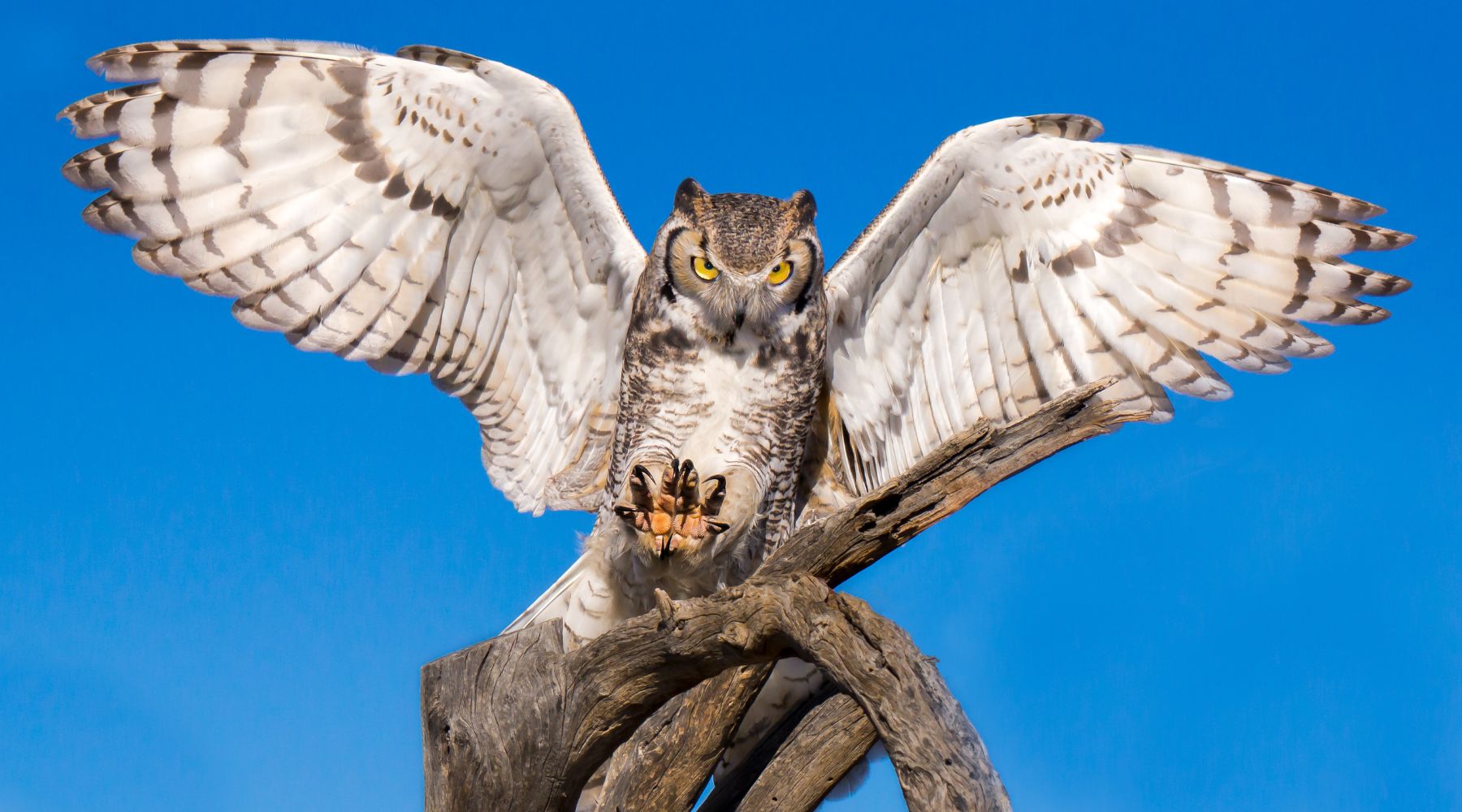 Great Horned Owl with wings outstretched