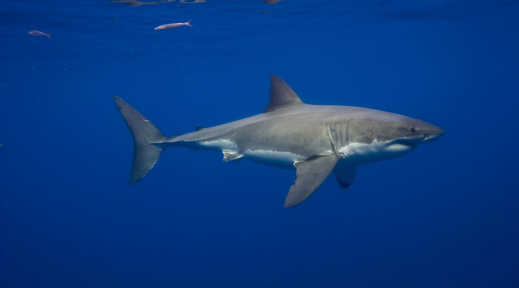 Great White Shark