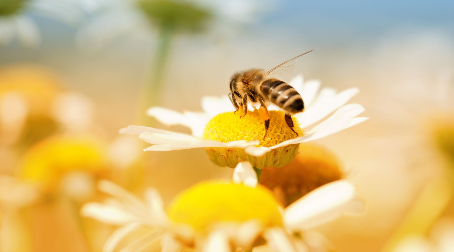 Honey bee collecting pollen