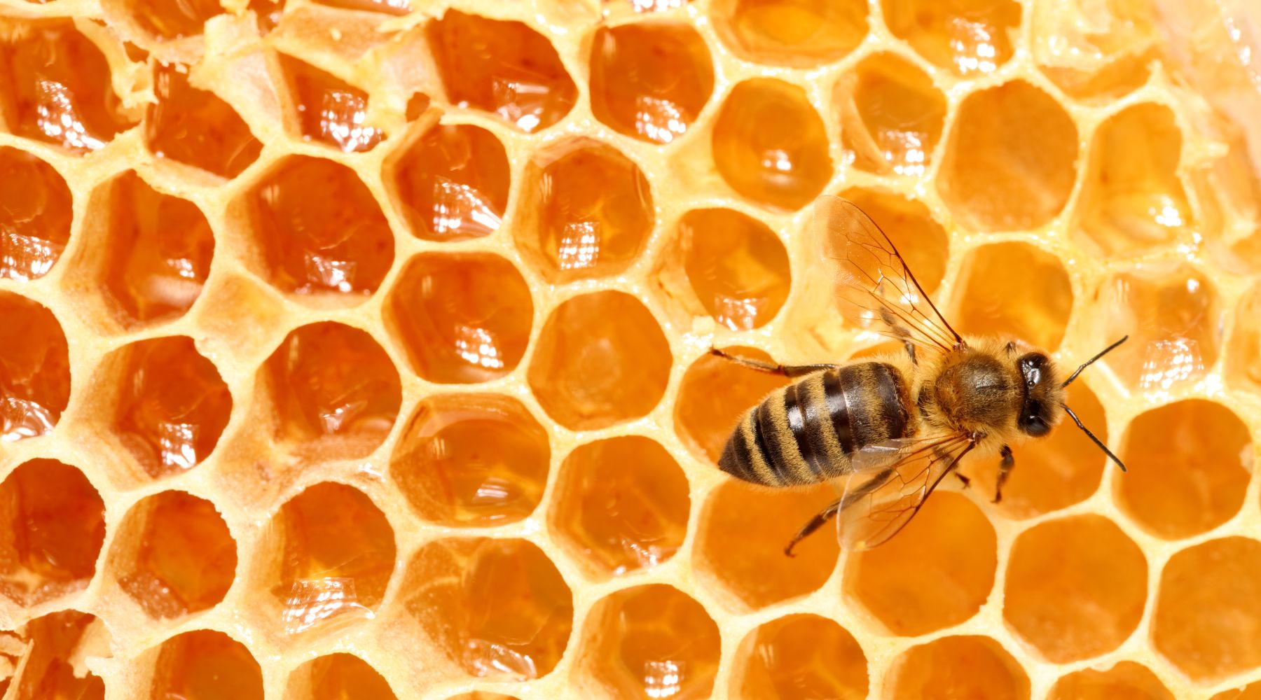 Honey bee on honeycomb