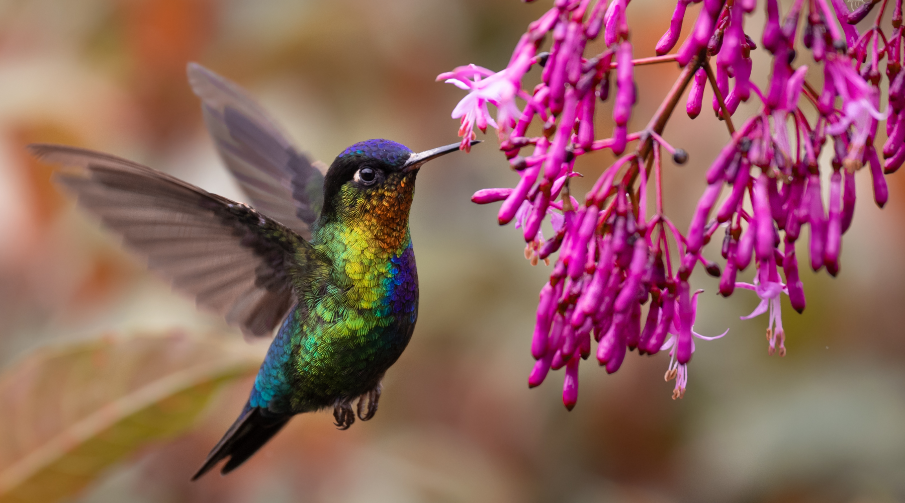 Hummingbird with pink flowers