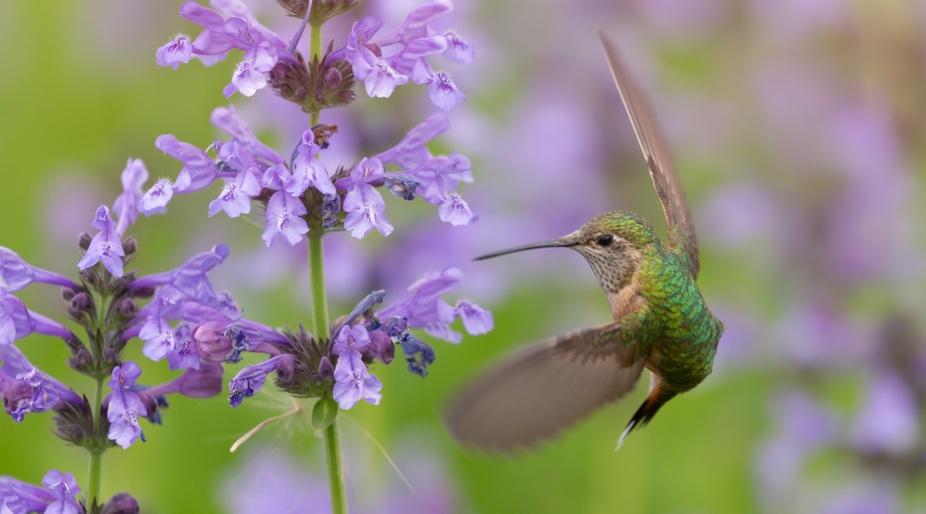 Hummingbird and purple flowers