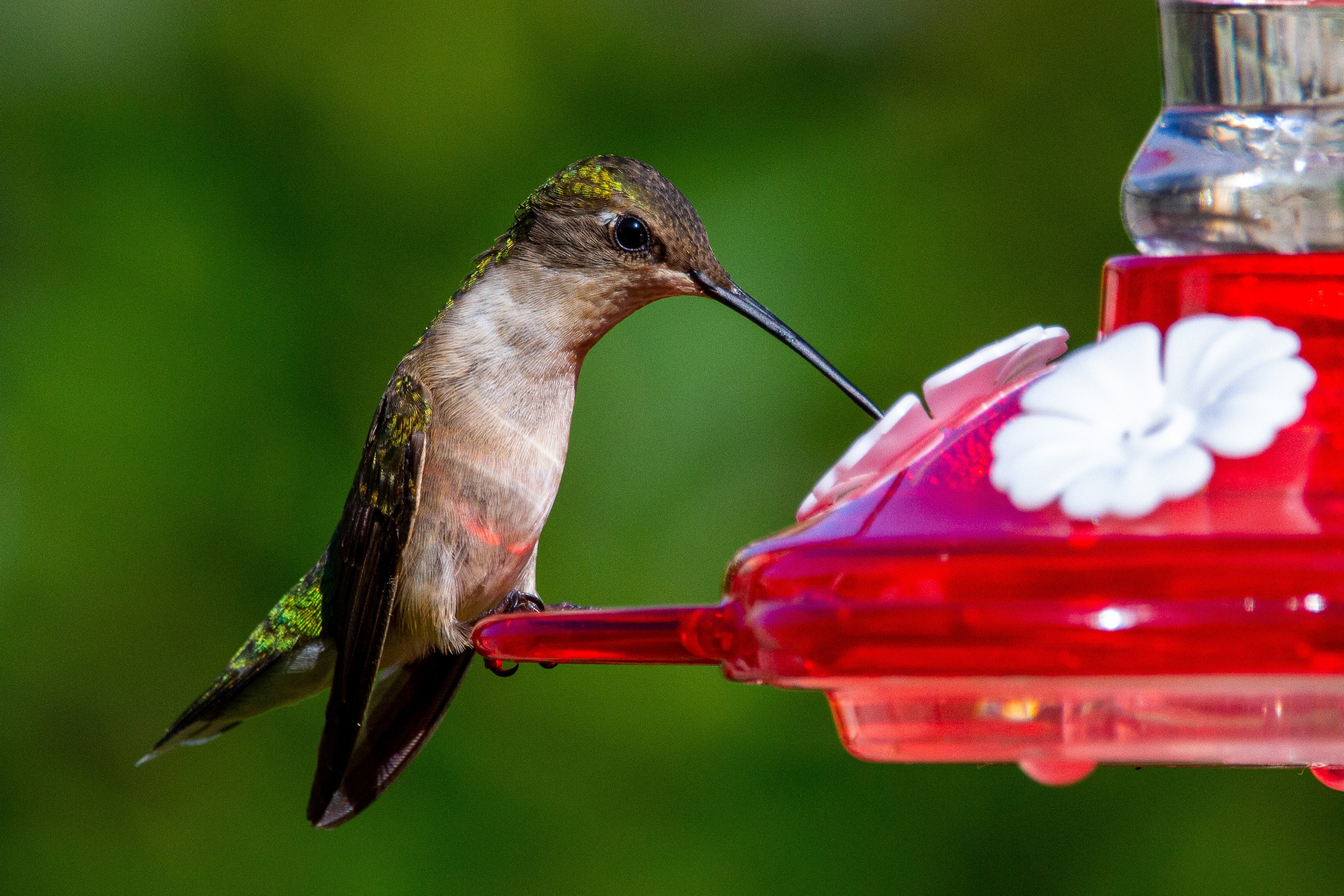 Hummingbird feeder