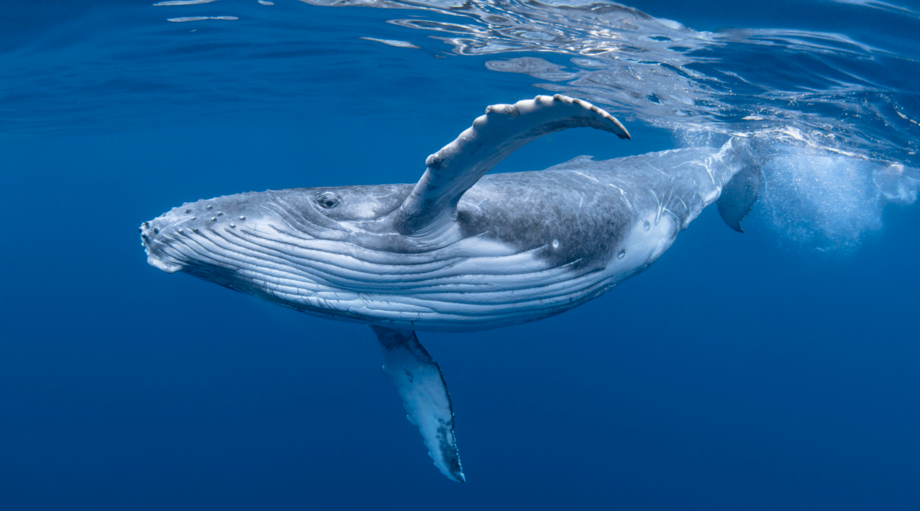 Humpback Whale