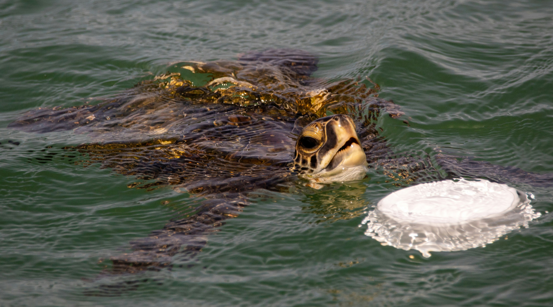 Kemp's Ridley Turtle