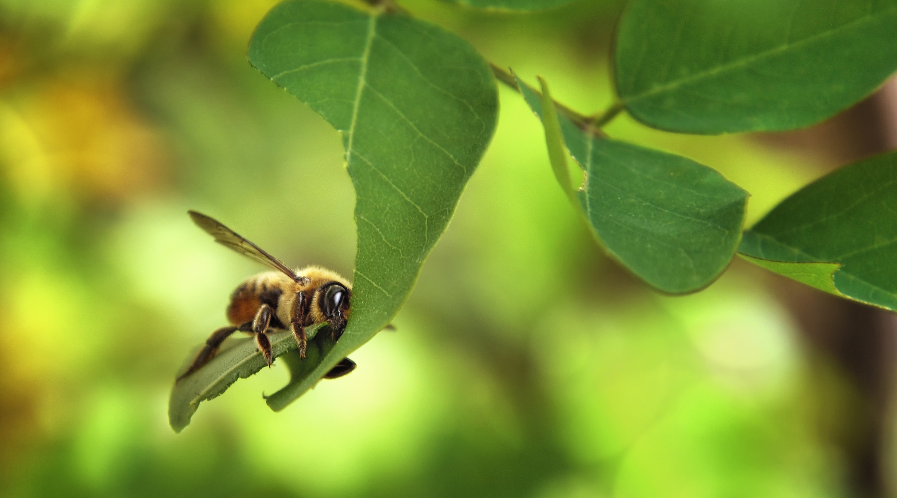 Leafcutter Bee