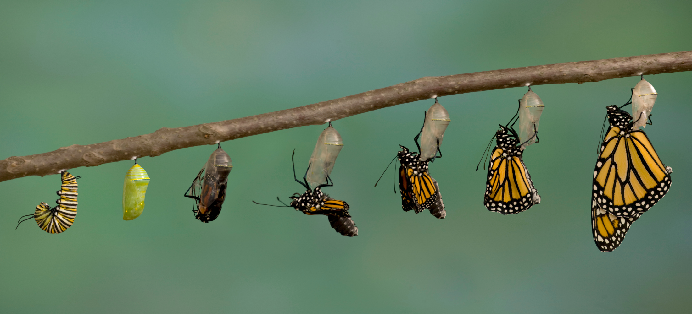 Life cycle of a monarch butterfly