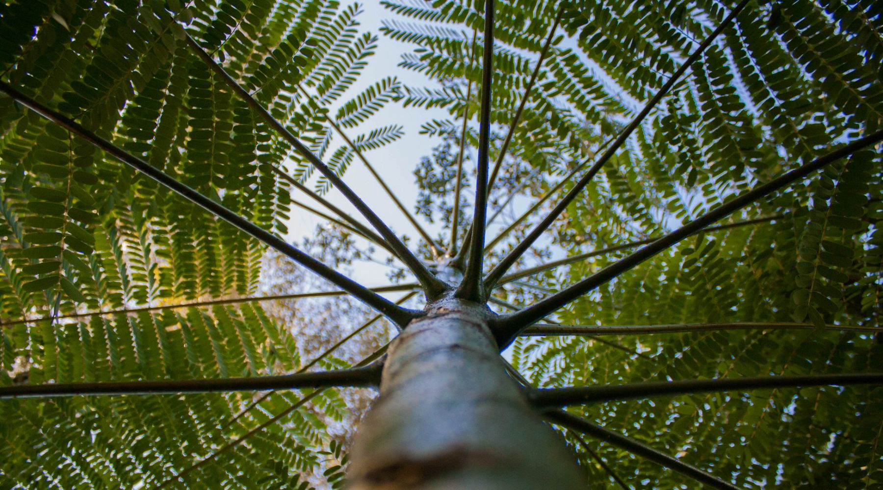 Looking up at a tree