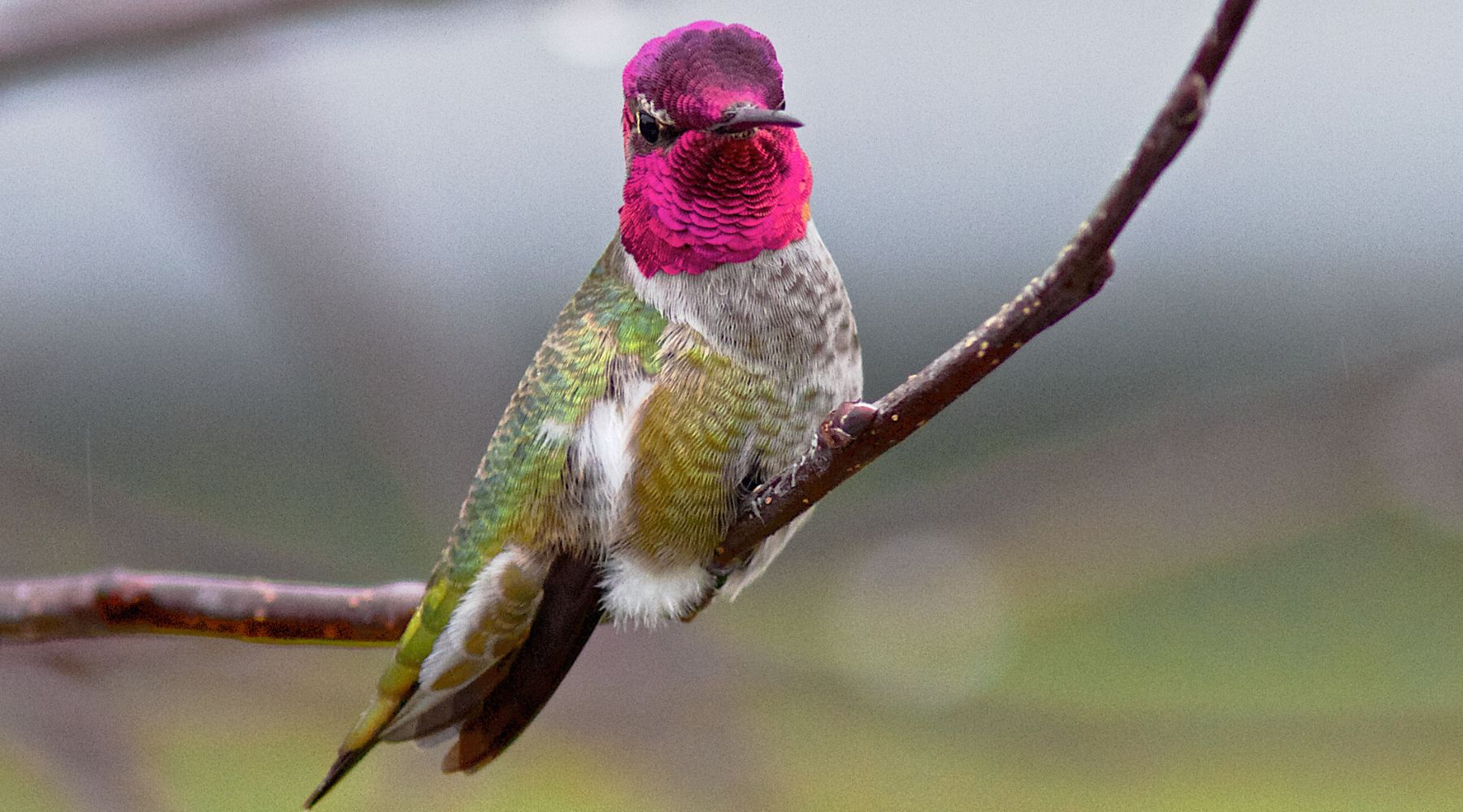 Male Anna's Hummingbird perched on tree