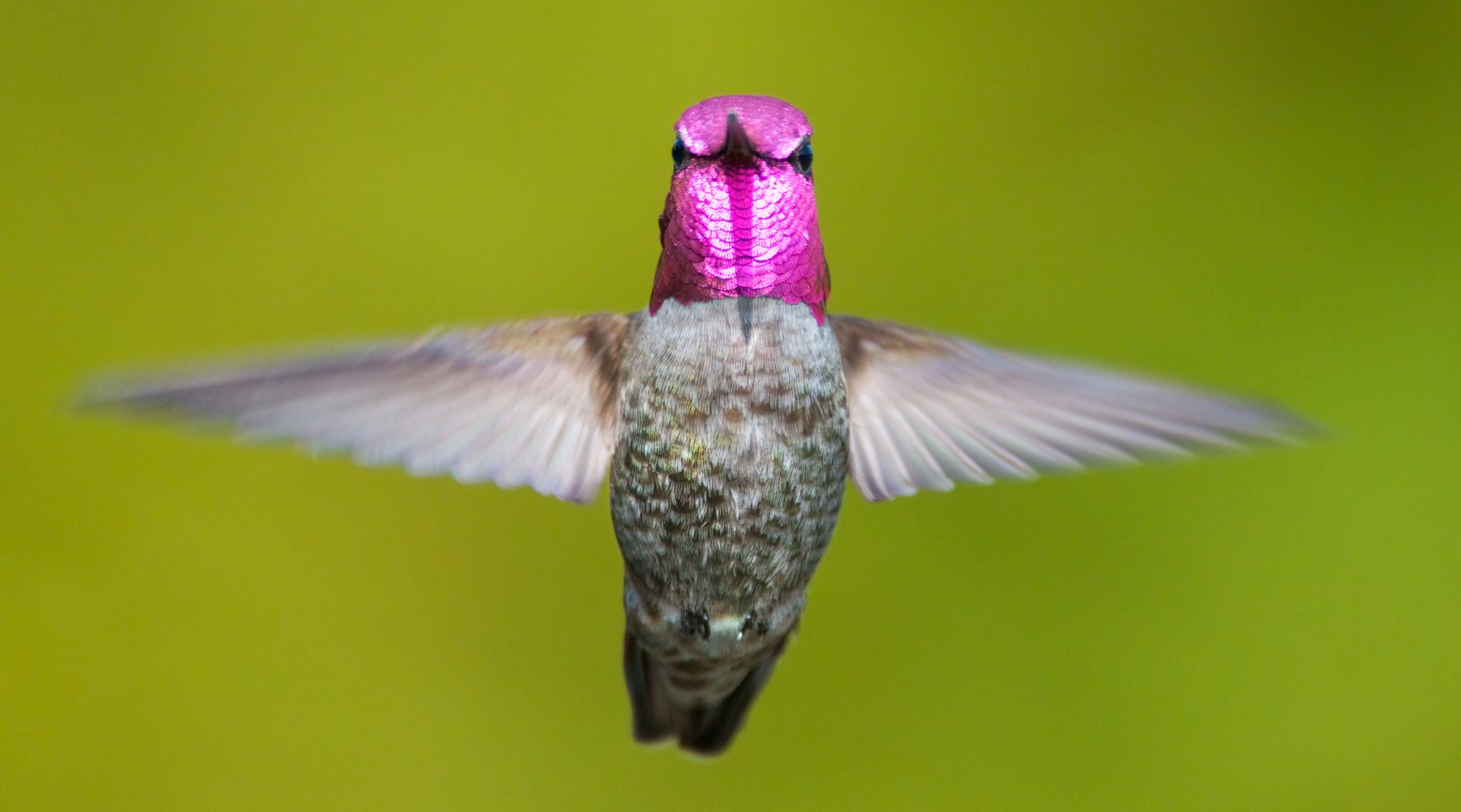 Male Anna's Hummingbird hovering