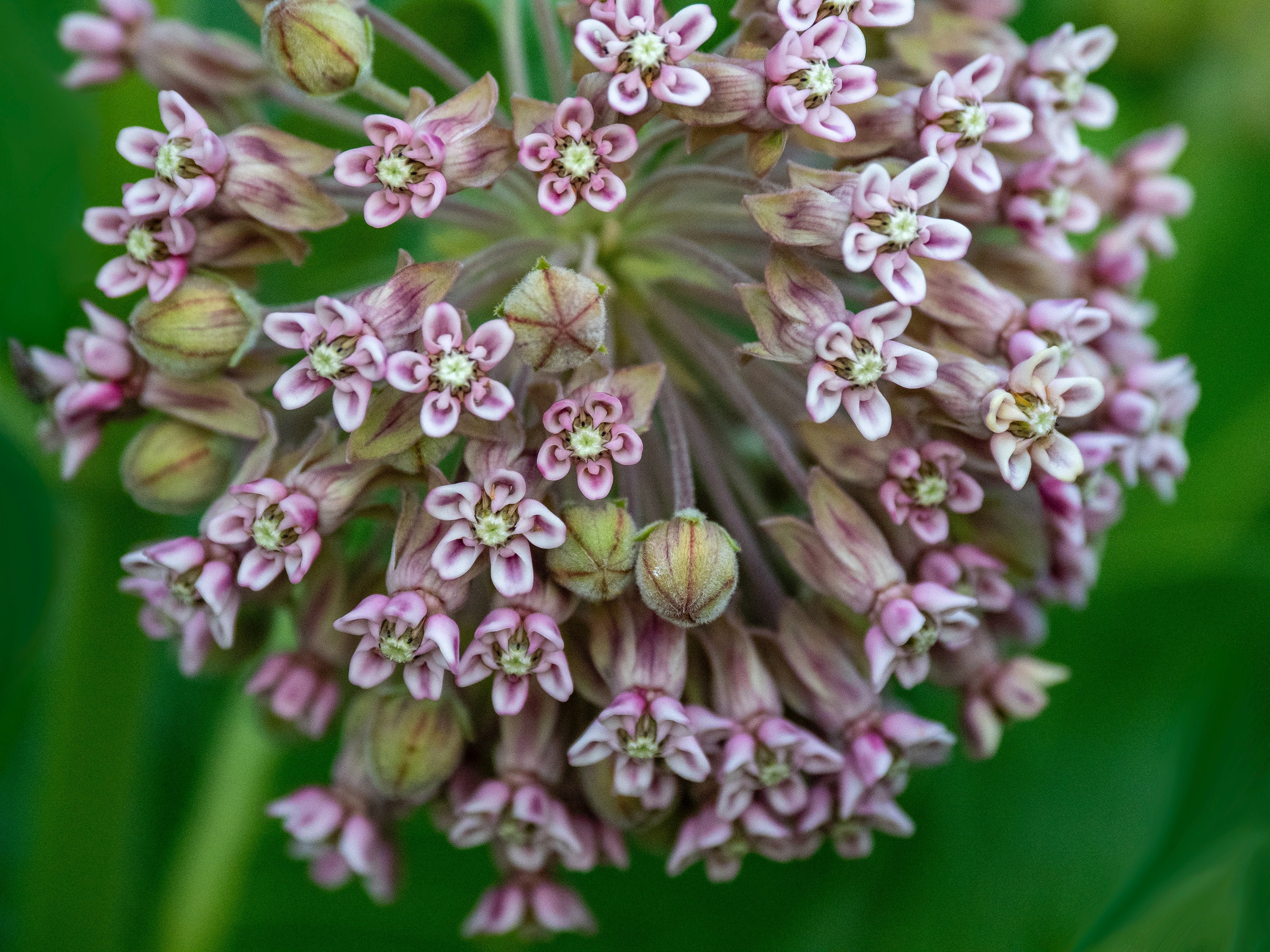 When Should You Plant Milkweed for Monarch Butterflies? | BeCause Tees ...