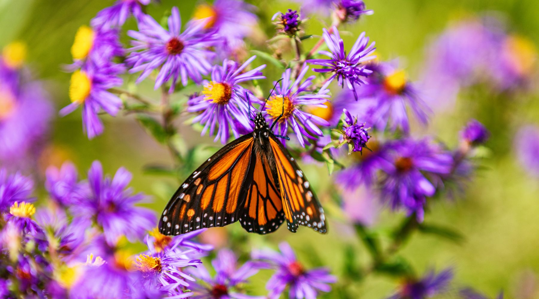 Monarch Butterfly pollinator