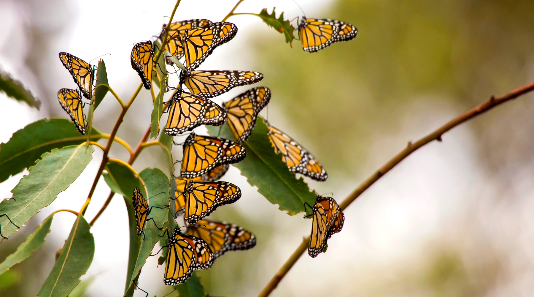 Monarch Butterflies on a branch